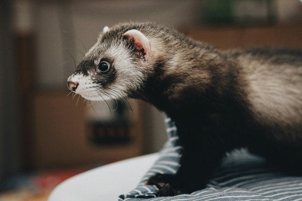 How to Design a Safe and Stimulating Play Area for Ferrets?